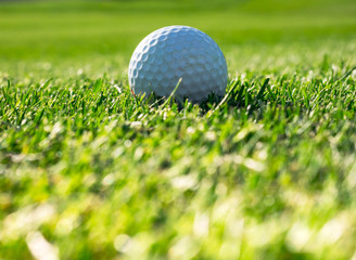 Background with green grass and golf ball for golf club concept.