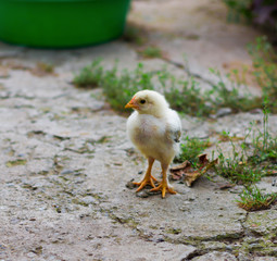 little yellow the chicken on the farm. shallow depth of field