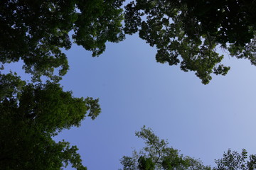 Obraz premium 森 見上げた空 登山 夏