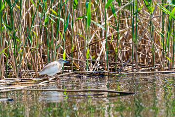 Squacco Heron bird in Danube Delta natural habitet