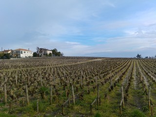 Fototapeta premium Vignes en ville