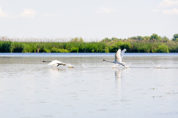 White swans, Danube Delta