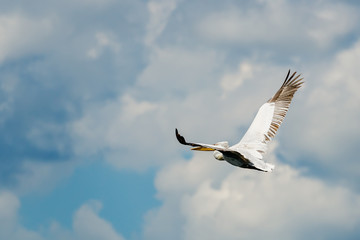 White Pelican