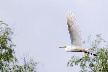 Great Egret Flying