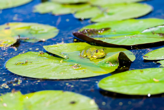 Green frog on a watelily leaf