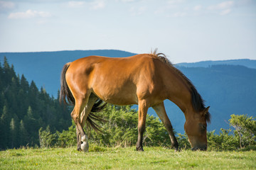 Horse grazes in the mountains meadow