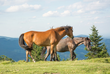 Obraz premium Horses graze in the mountains meadow