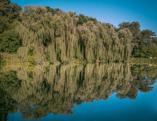 Beautiful lake with willows, reflection in water