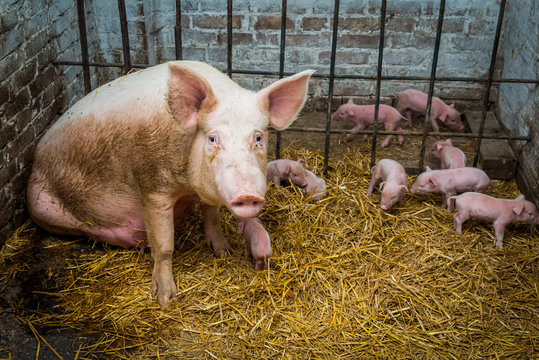 pig with piglets in a pen on the farm