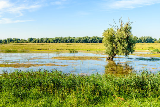 Partially Dead Crooked Old Willow Tree Solitary In A Flooded Area