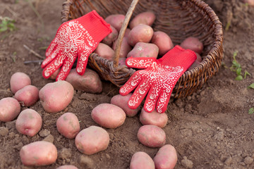 Potatoes and red garden gloves in the basket in the garden. 
