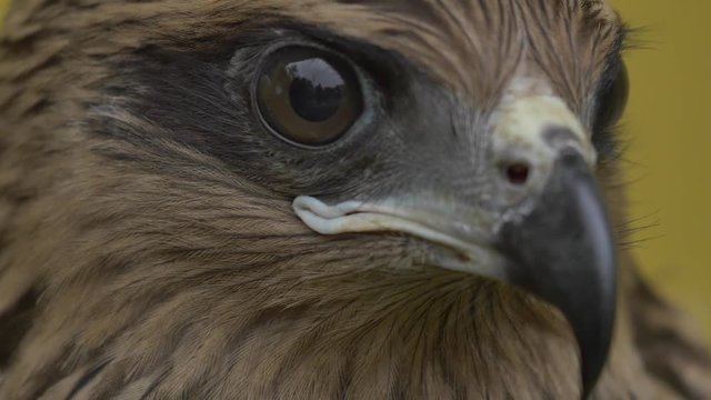 The face of a hawk