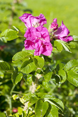Dog rose (rosa canina)