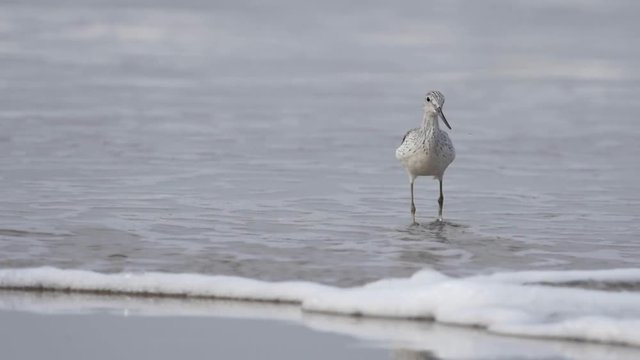 Curlew Sandpiper birds at the coast