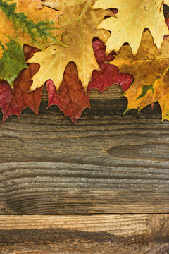 Autumn leaves background. / Autumn leaves background. 