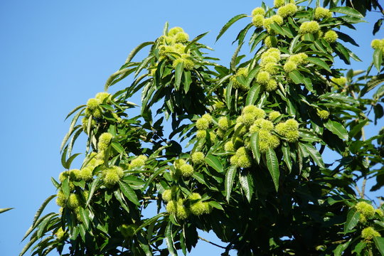 Kastanienbaum mit Früchten