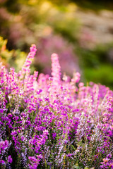 Fototapeta premium close view on heathers blooming in pastel color