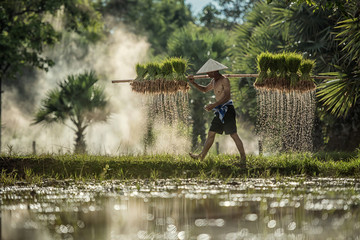 Hard Work Farmer in Rice green fields holding rice baby. They we