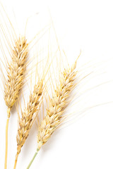 wheat ears isolated on white background
