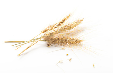 wheat ears isolated on white background