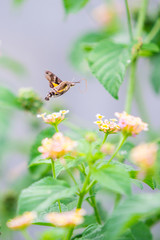 phingidae, known as bee Hawk-moth, enjoying the nectar of a yellow flower. Hummingbird moth. Calibri moth.