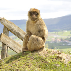 Barbary macaque (Macaca sylvanus) sitting on a rock
