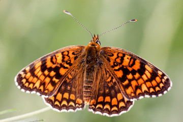 Fototapeta na wymiar Marsh Fritillary, Euphydryas aurinia, is a butterfly of the Nymphalidae family