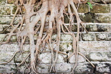 Tree roots growing down an aged stone wall