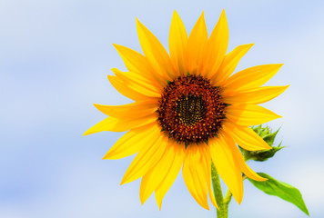 Obraz premium Sunflower