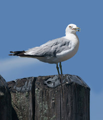 Ring-billed gull  (Larus delawarensis) 