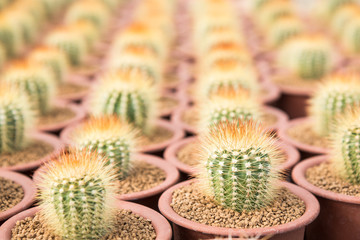 A Lot of cactus plant in the cactus farm (garden). Selective focus and shallow depth of field.