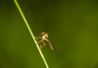 Robbery Fly