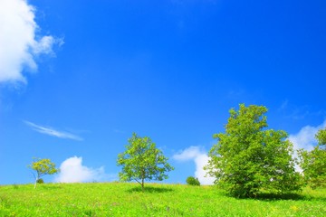 Fototapeta na wymiar Green trees and blue sky in background