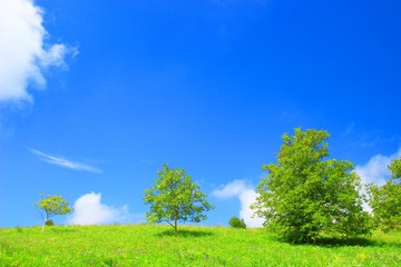 Green trees and blue sky in background