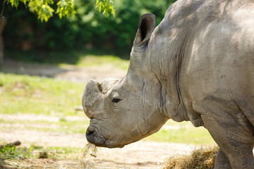 Fototapeta premium Rhino feeding on a meadow