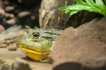 Big green frog peeking out from behind a rock