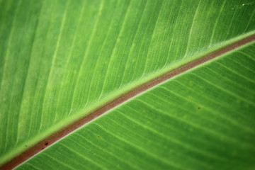  Leaf of Small banana tree