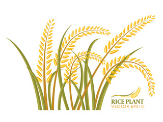 Rice plant isolate on white background vector design