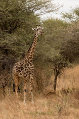 Giraffe with African bush in the background.