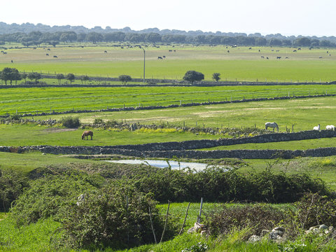 Paisaje agr&iacute;cola con caballos y toros de lidia