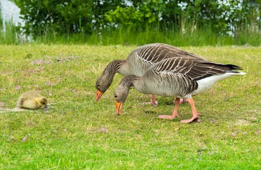 Graugans-Paar (Anser anser) weidet mit Küken auf einer Wiese, Allerpark Wolfsburg, Niedersachsen, Deutschland