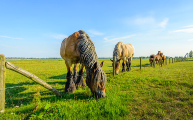 Fototapeta premium Large Belgian horse is eating grass at the other side