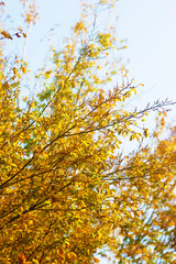 Branches of a tree with bright yellow leaves