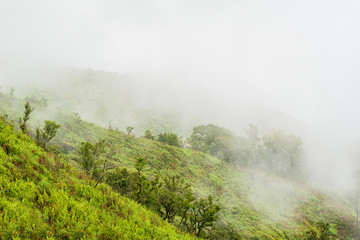 Foggy rain forest on a mountain slope in a national park on morning