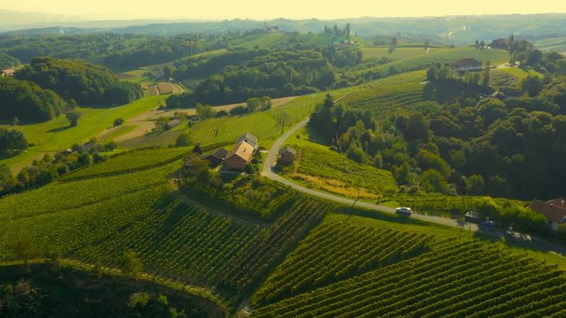 Green vineyard landscape from above

