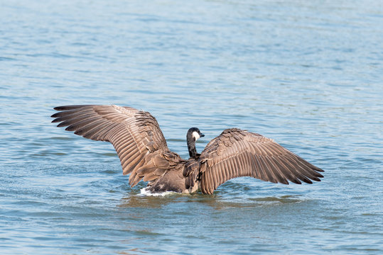 Canada Goose Spreads its Wings
