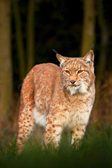 Lynx in the forest. Wild cat in the nature forest habitat. Eurasian Lynx in the forest, birch and pine forest. Lynx standing on the green moss stone. Cute lynx, wildlife scene from nature, Germany