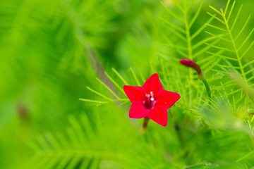 Red star shape flower Fountain Plant, Coral Plant