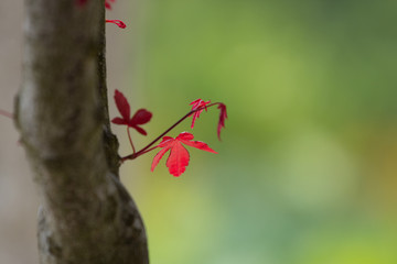 Nascer das primeiras folhas, Outono