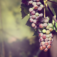 nearing harvest gathering of berries/ Grape basking in the sun in the gardens 